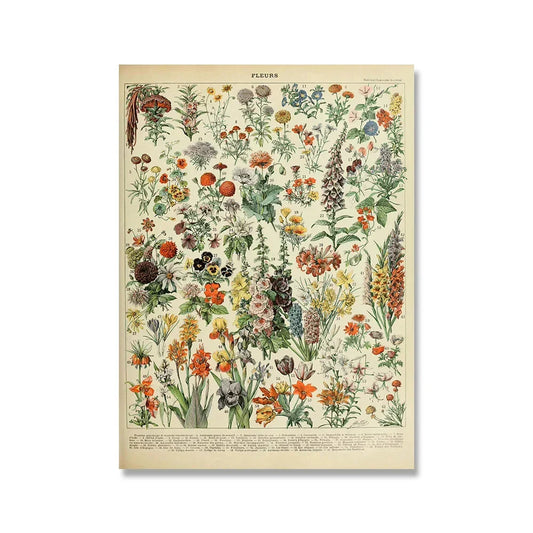 Vintage Adolphe Millot Encyclopedia Posters – Botanical Canvas Prints of Mushrooms, Herbs, Flowers & Insects